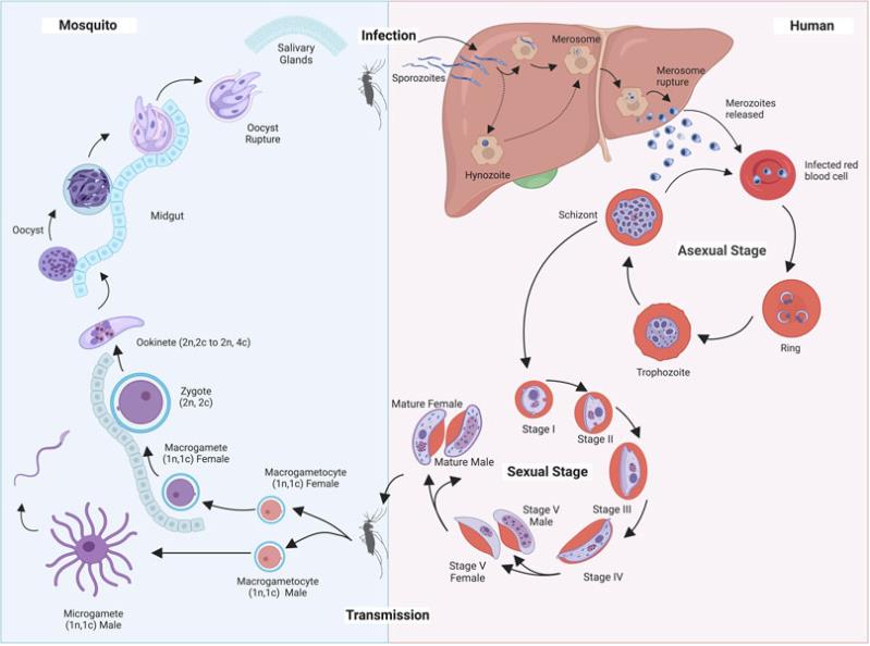 Plasmodium Life Cycle.