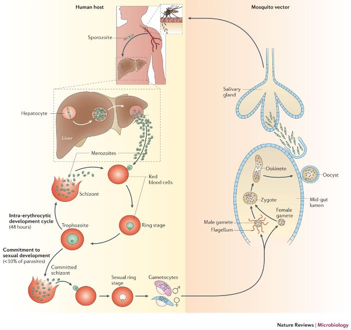 The life cycle of Plasmodium falciparum.