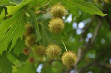 IVD of Platanus acerifolia Allergy