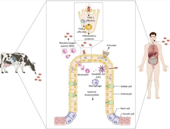 Key molecular mechanisms underlying the pathogenesis of salmonellosis.