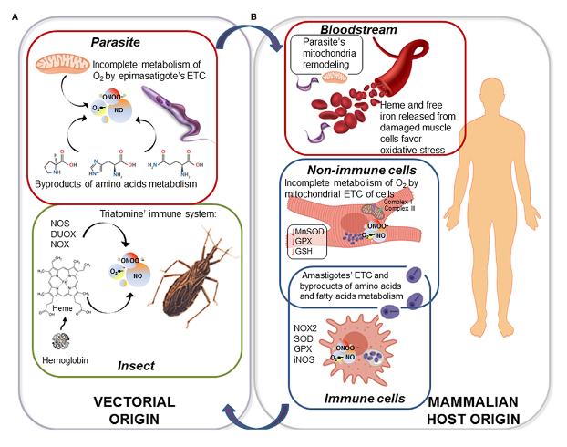 ROS and RNS are produced throughout the life cycle of Trypanosoma cruzi