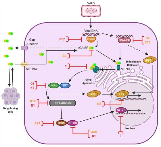 Anti-viral DNA sensing and its antagonism by VACV.