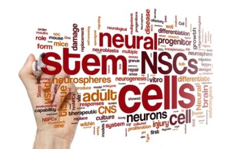 Neural Stem Cell Transcription Factors - Creative BioMart